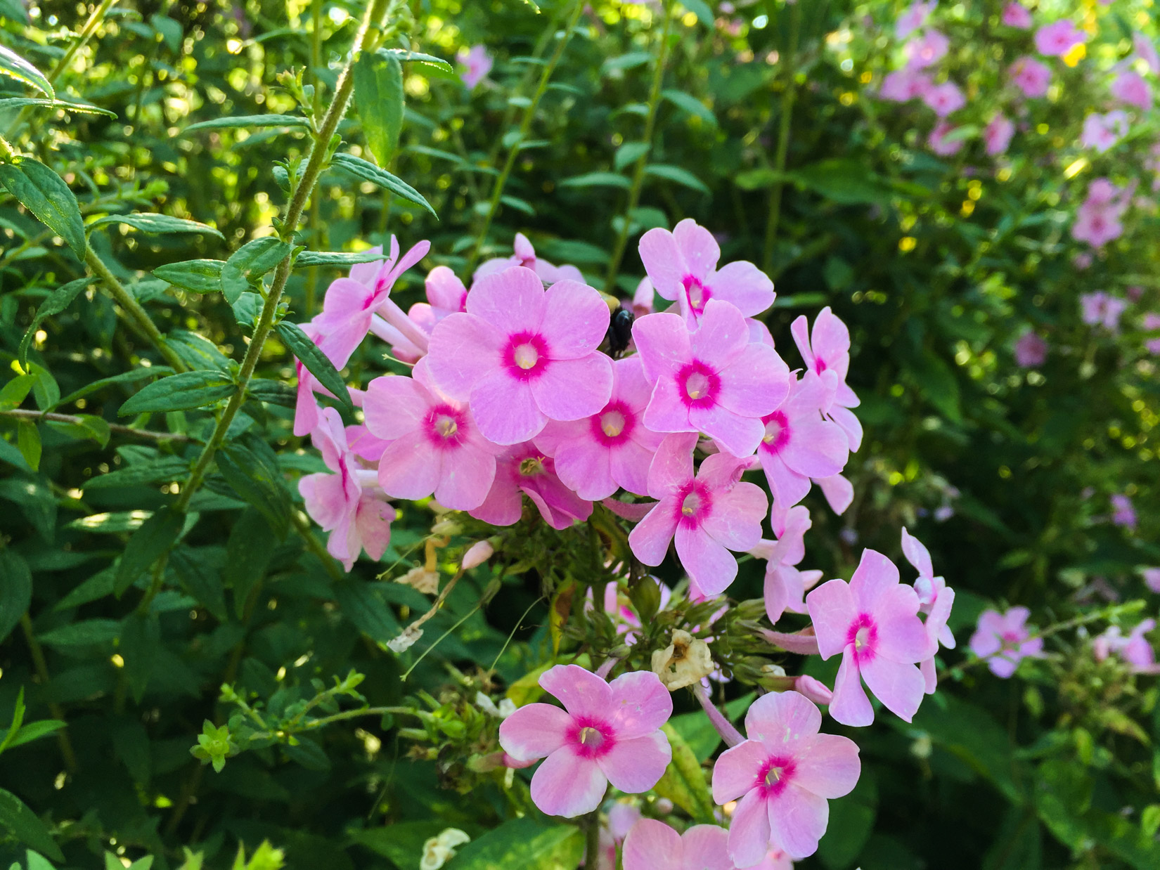 Pink Flowers With Leaves