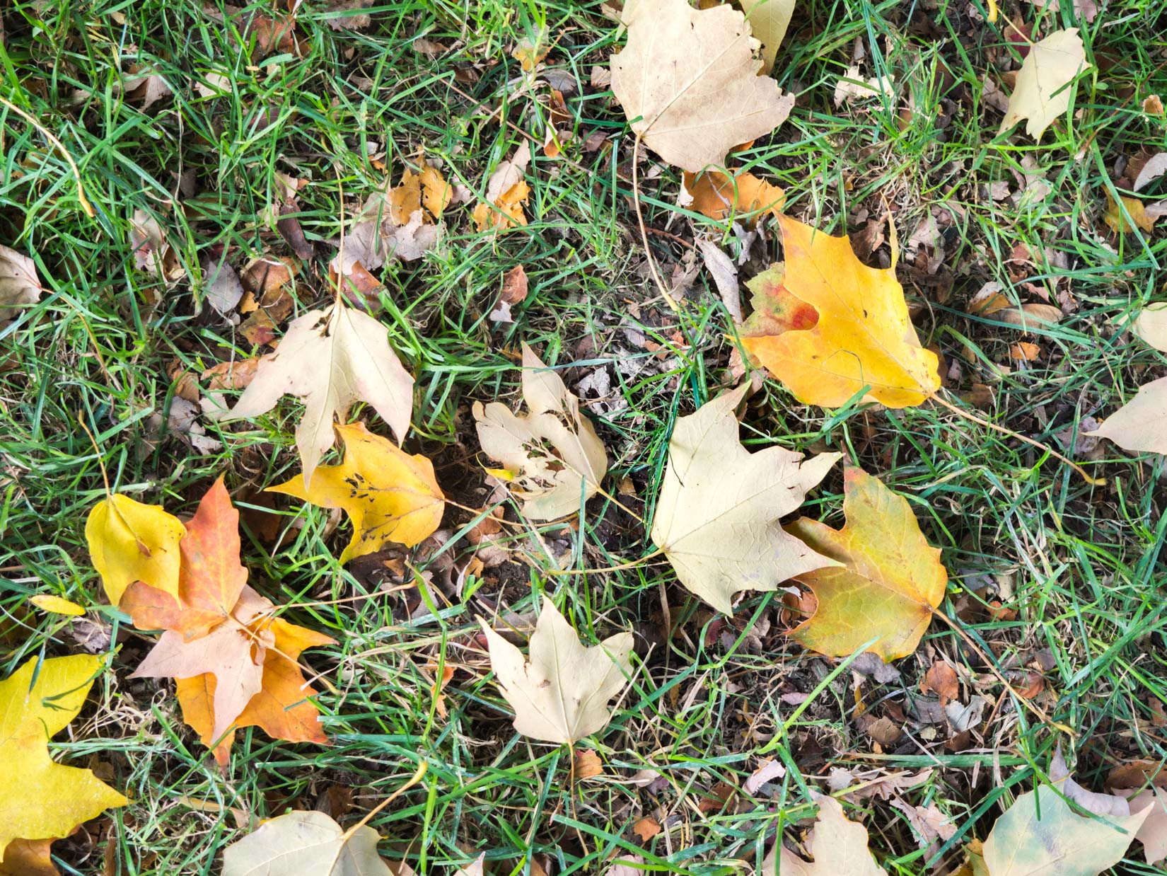 Fall Leaves on Grass