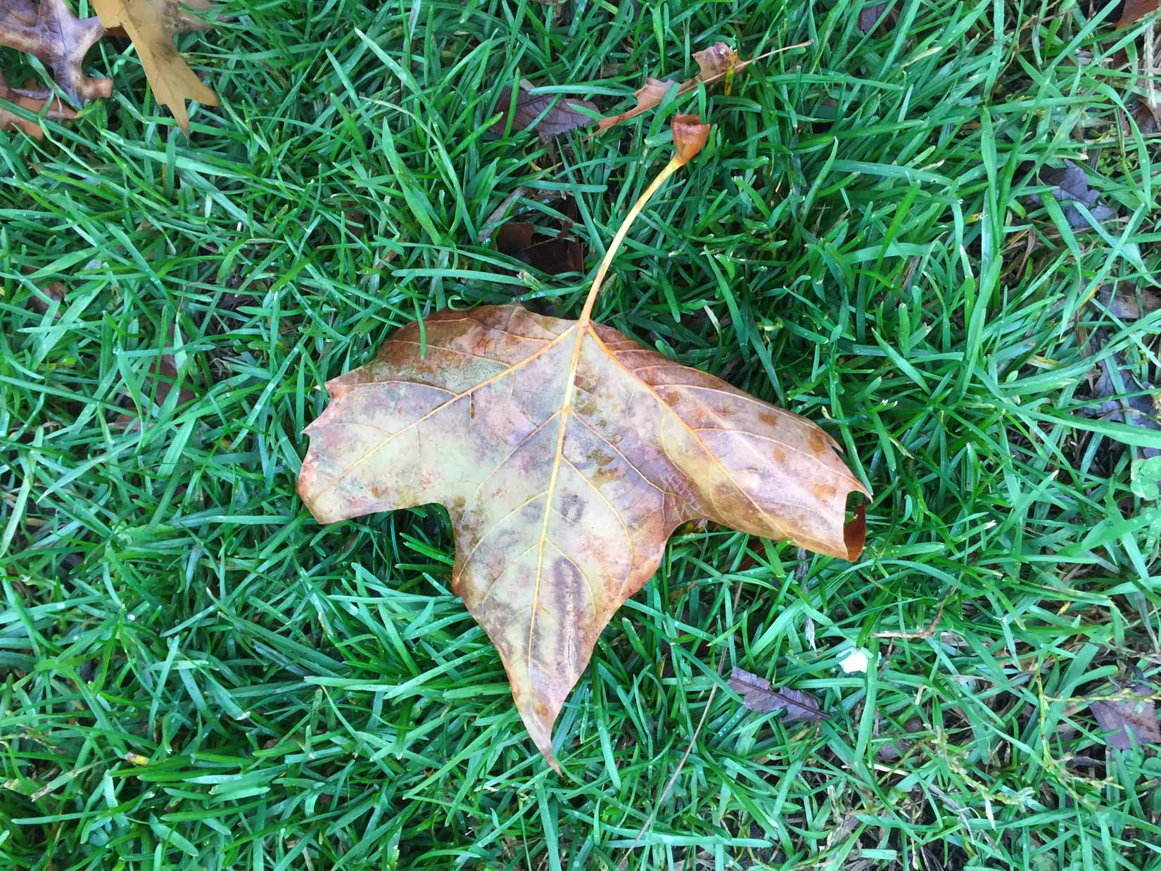 Leaf on Grass