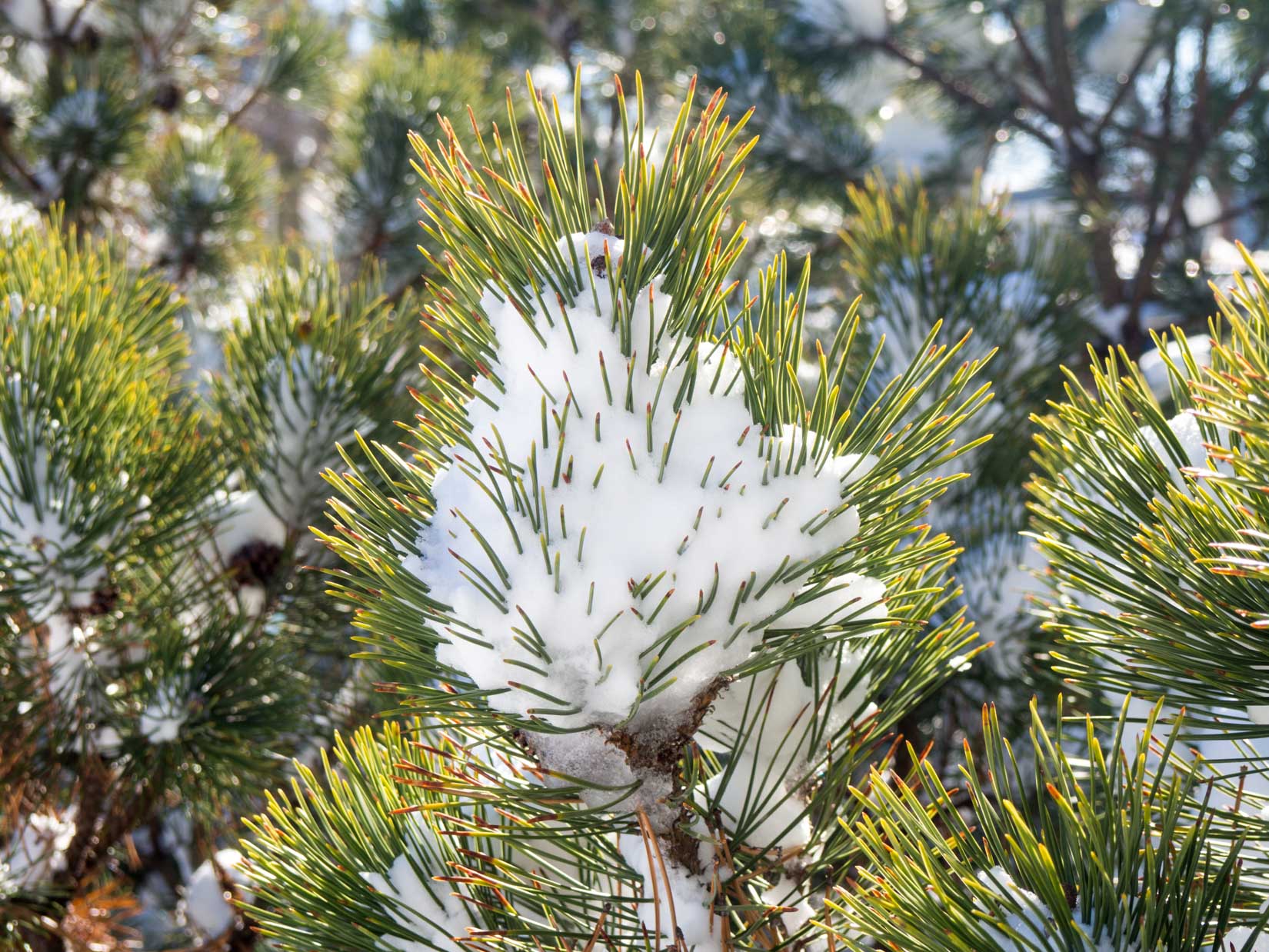 Pine Leaves Covered in Snow