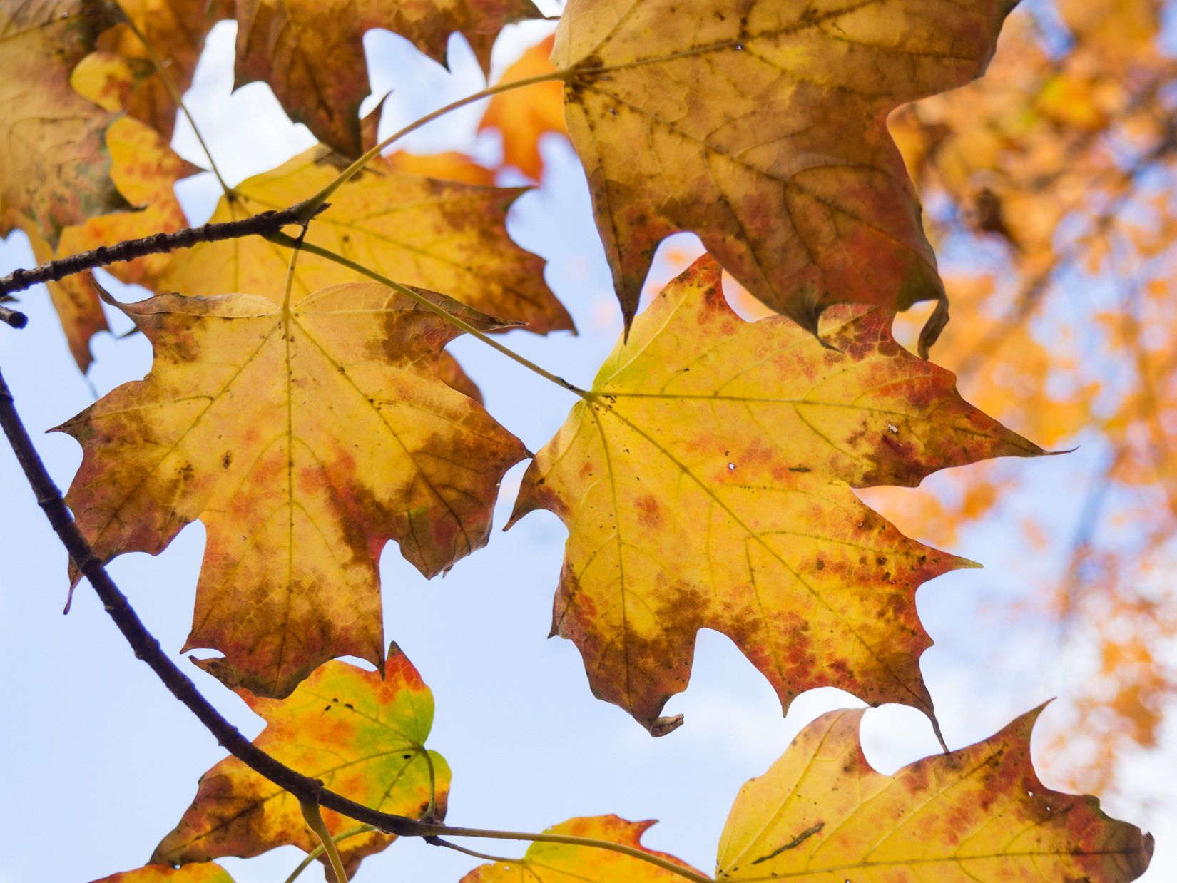 Fall Leaves on Tree