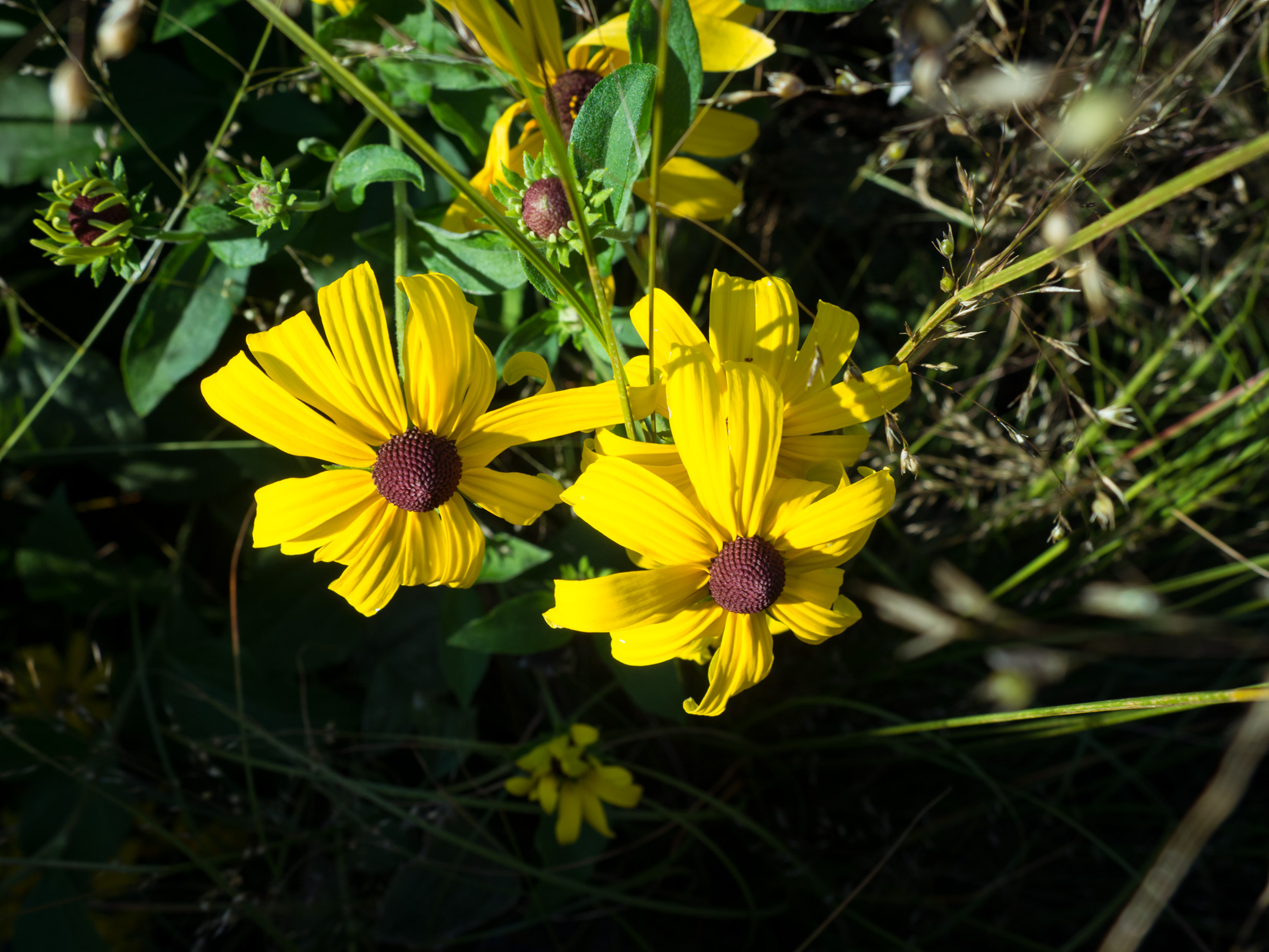 Two Yellow Flowers