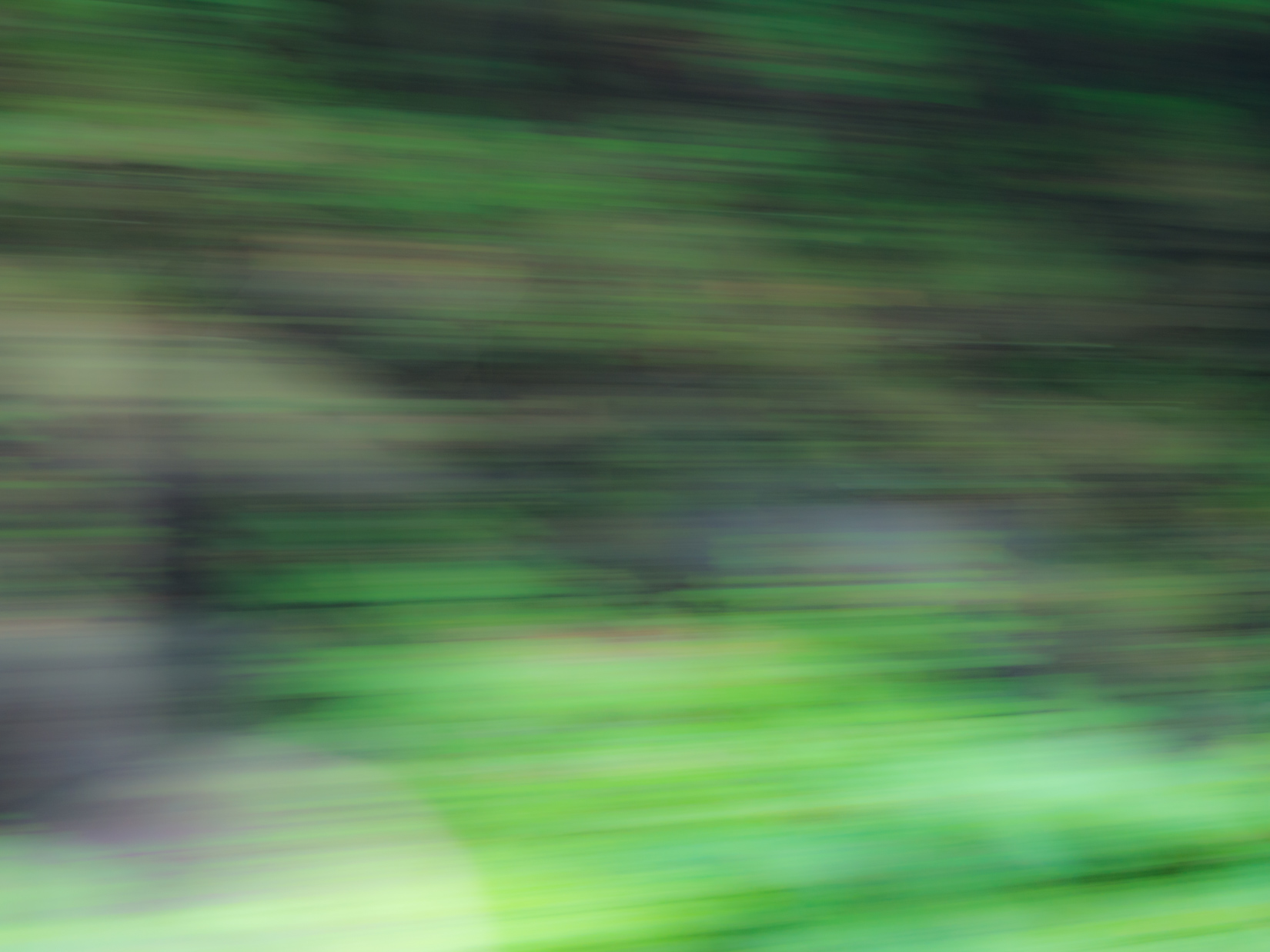Motion Blur of Trees