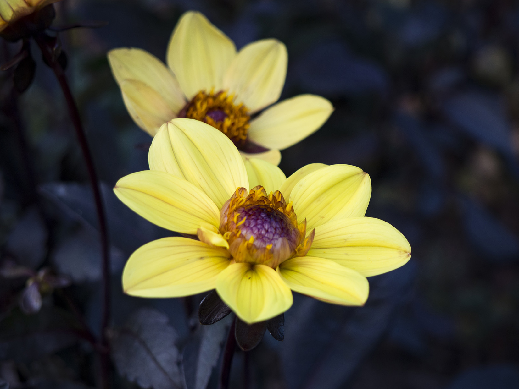Yellow Flowers – FOCA