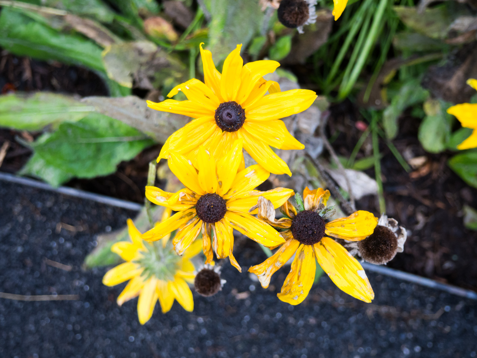 Three Yellow Flowers in Focus