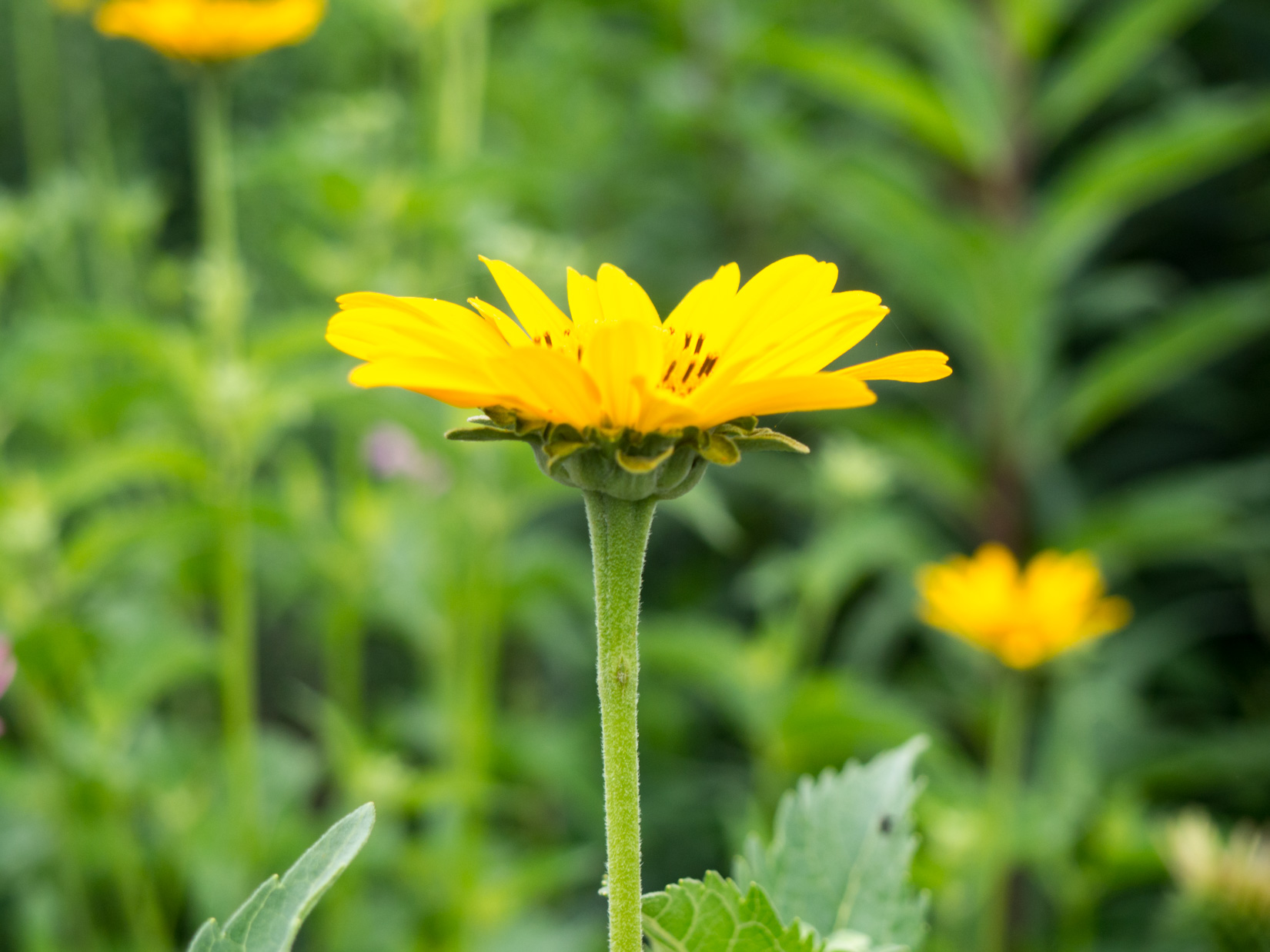 Yellow Flower in Focus