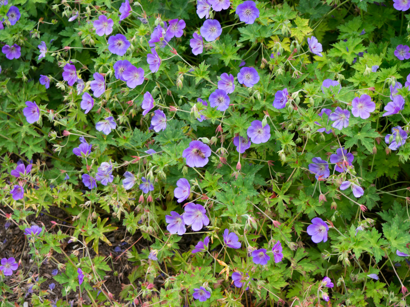 Purple Flowers with Bee