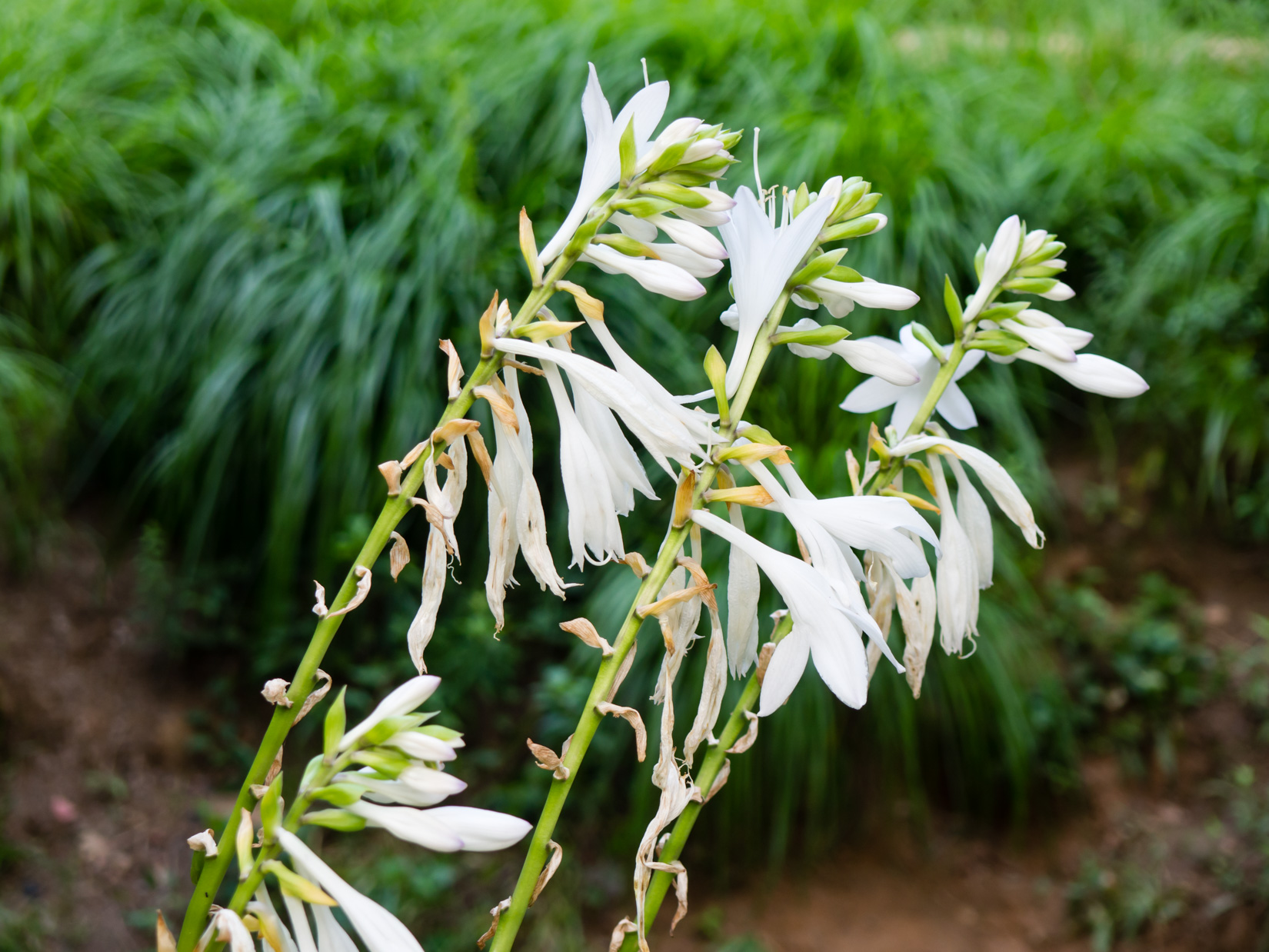 White Flowers in Garden