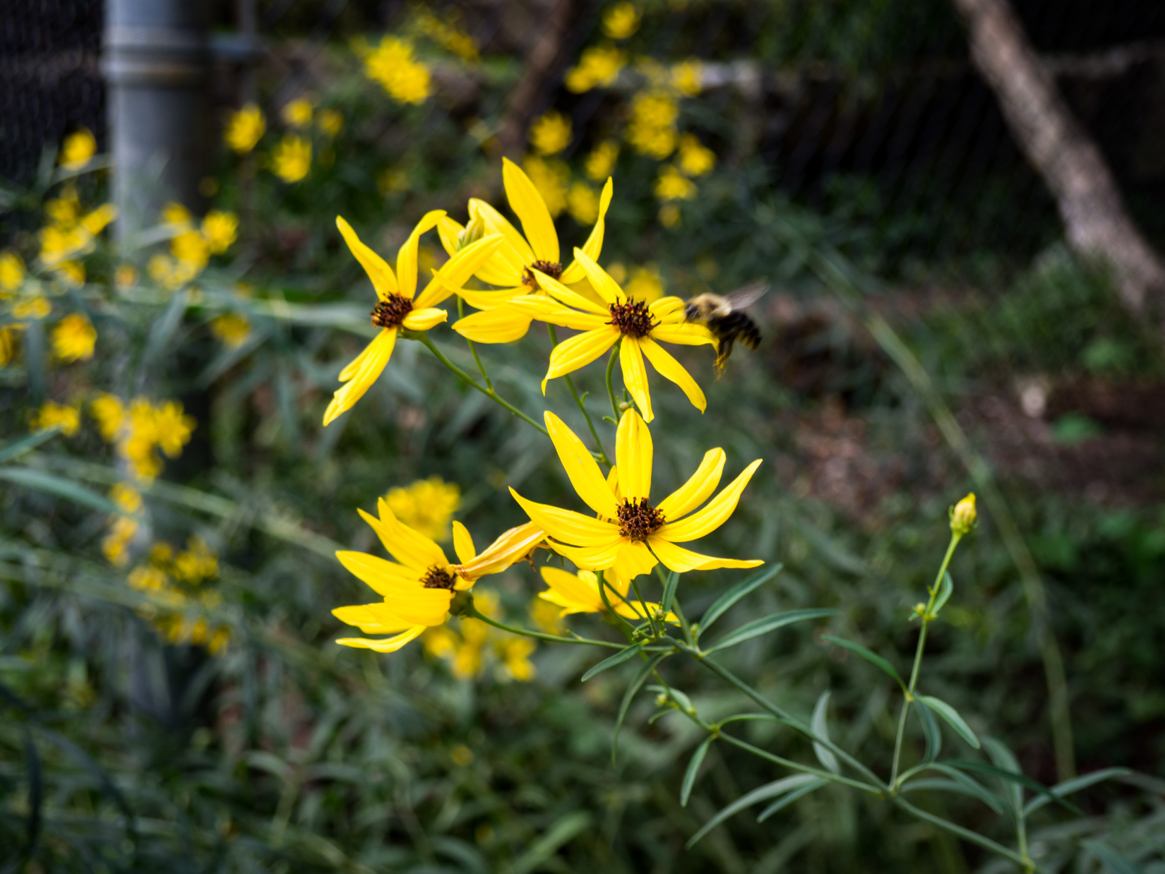 Yellow Flowers with Bee