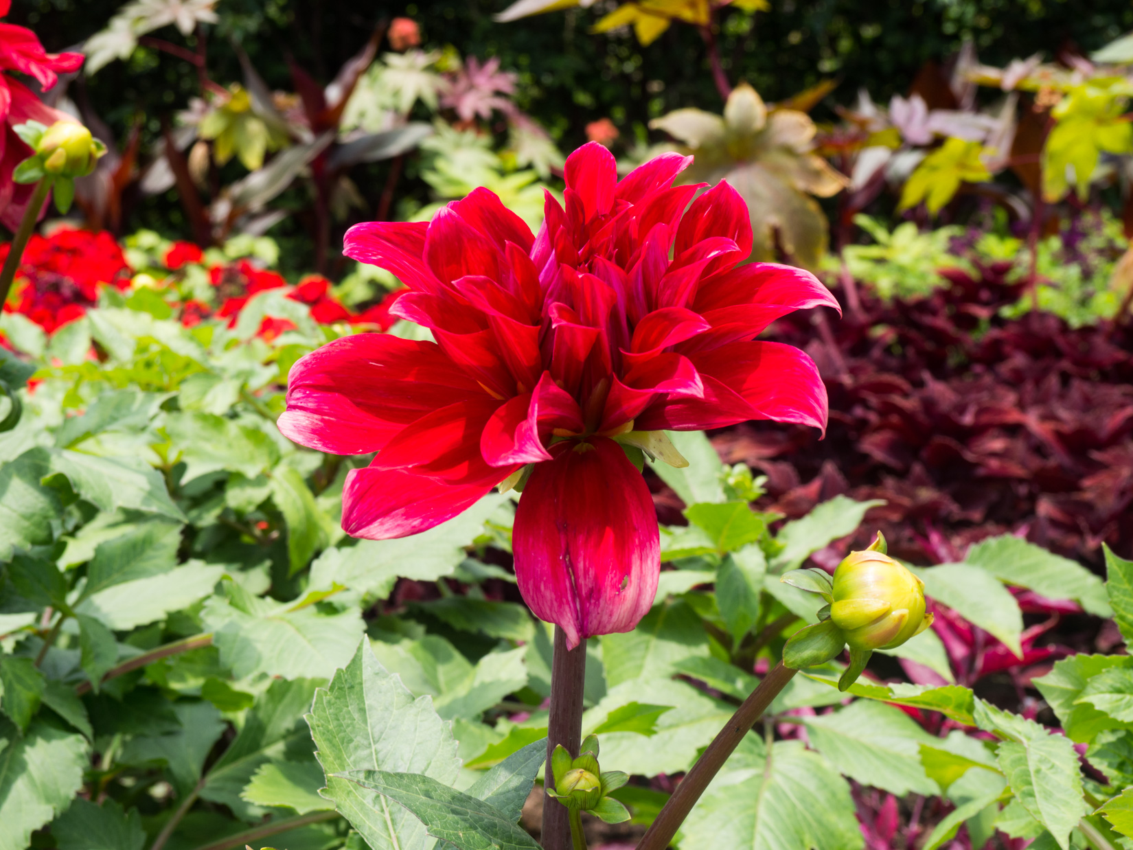 Red Flower in Garden