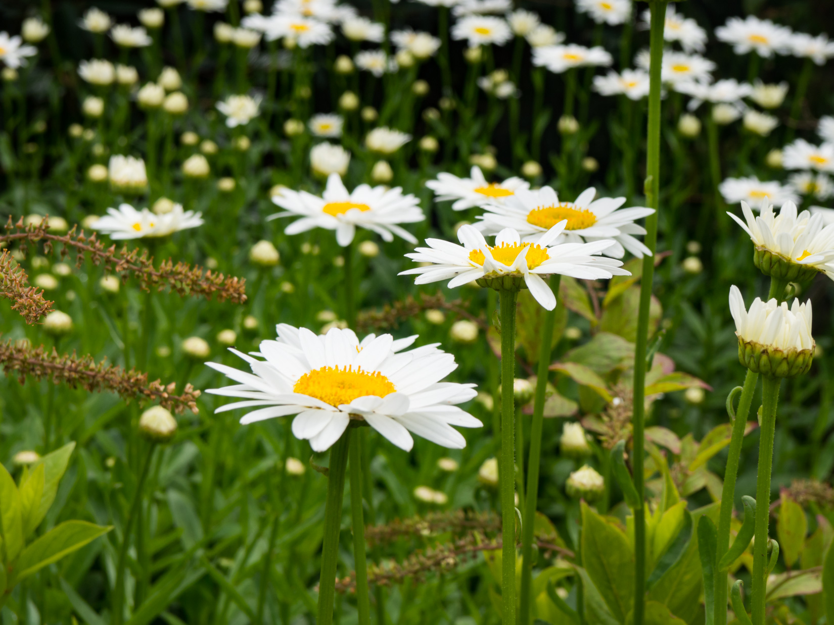 White and Yellow Flowers
