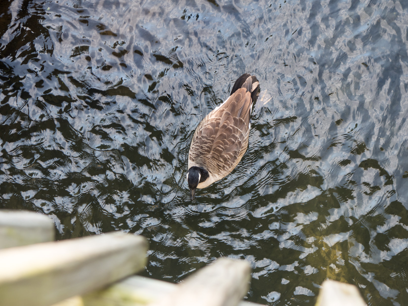 Goose in Pond