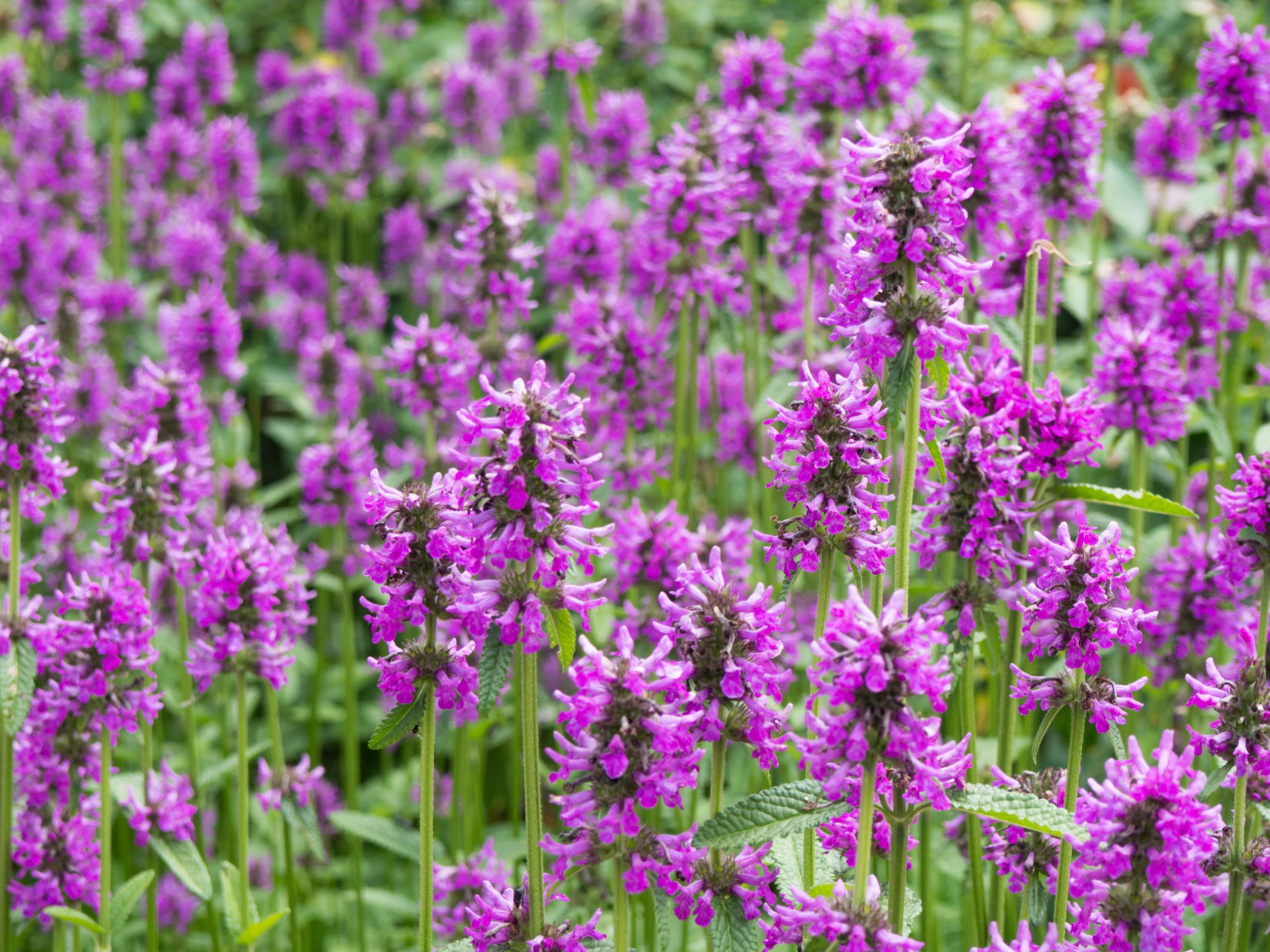 Purple Flowers in Garden