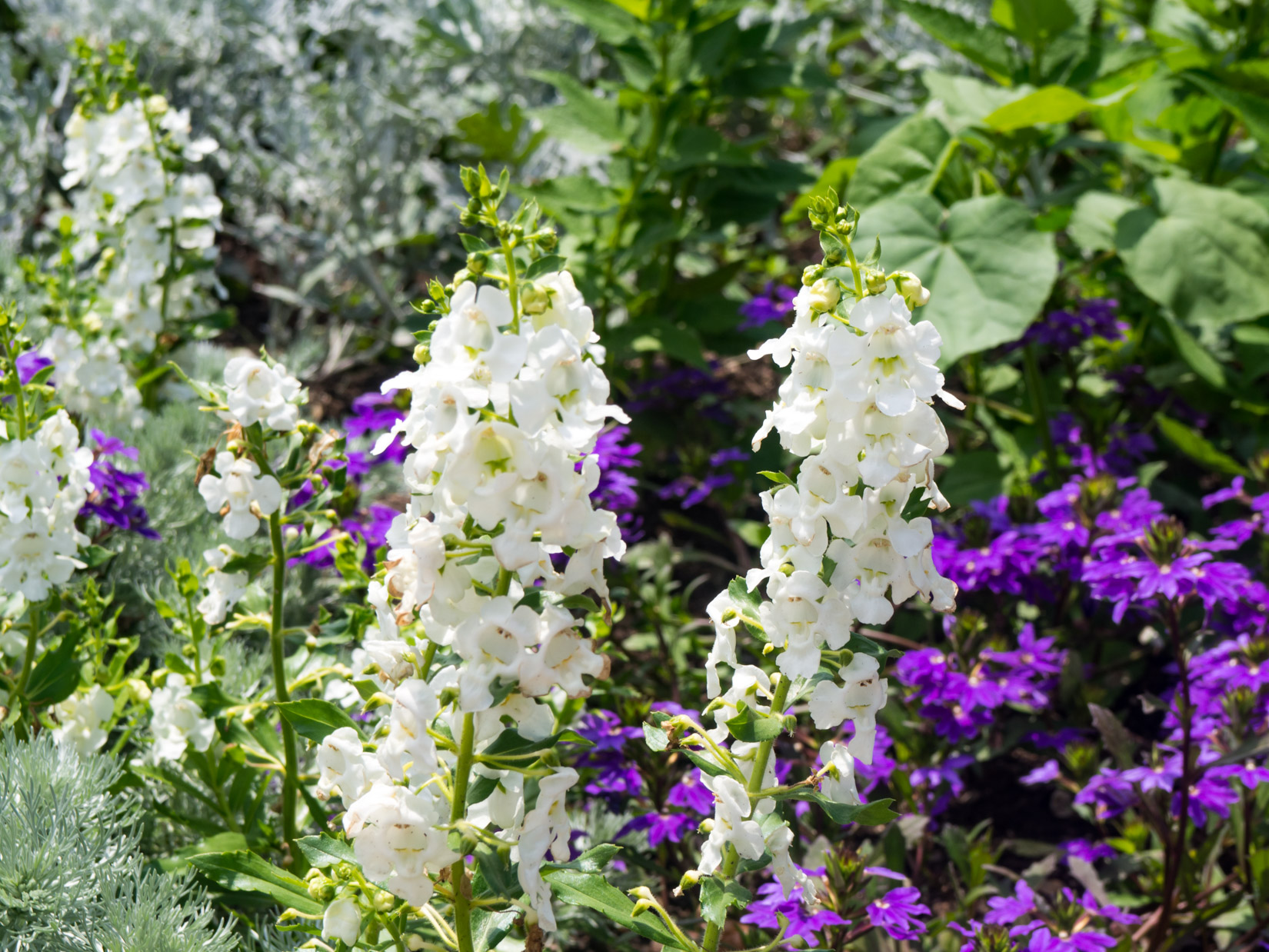 White and Purple Flowers