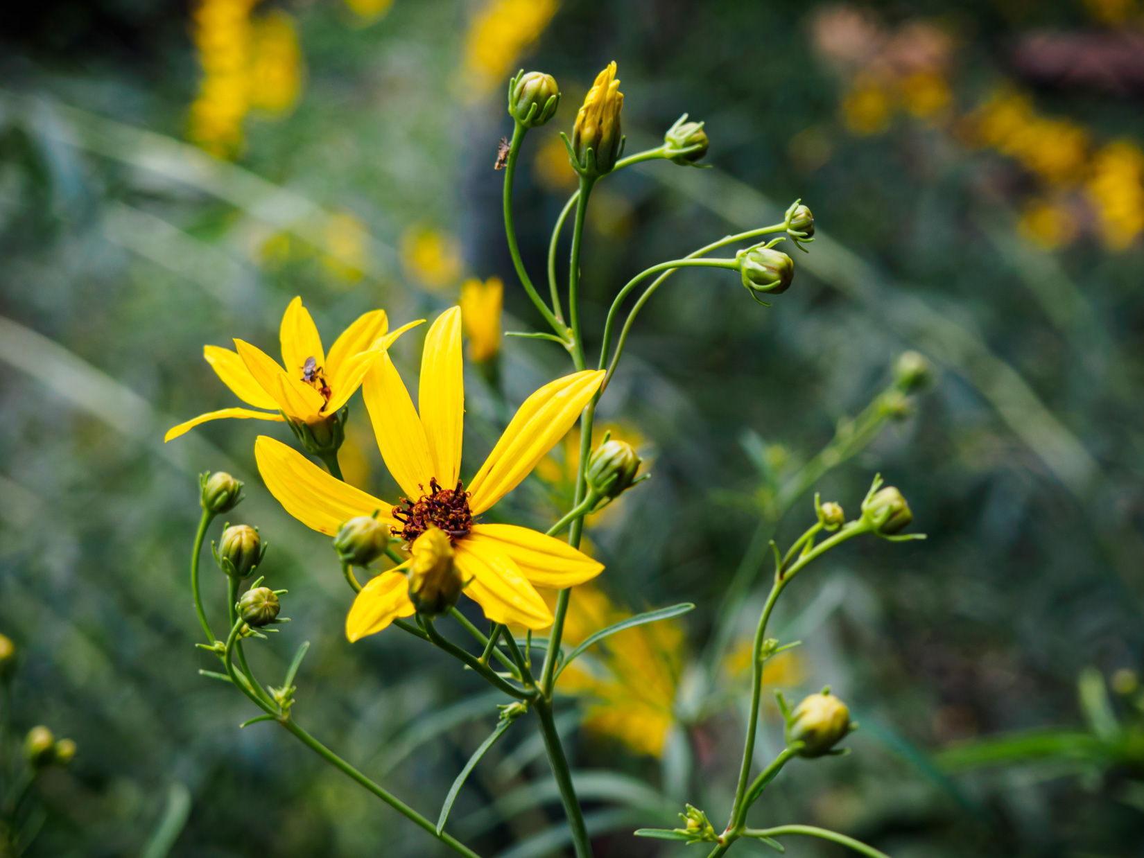 Yellow Flowers in Garden
