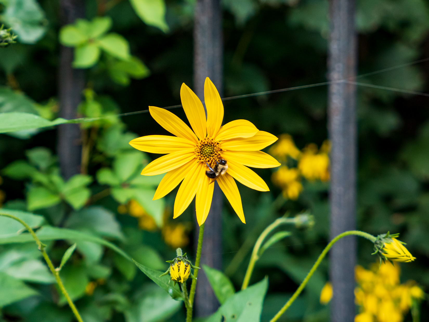 Yellow Flower with Bee