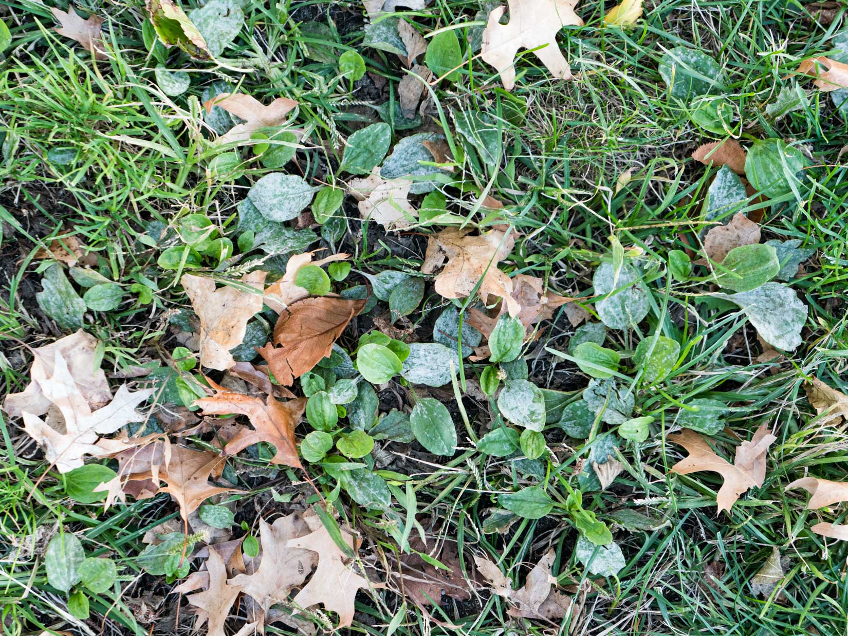 Leaves on Grass