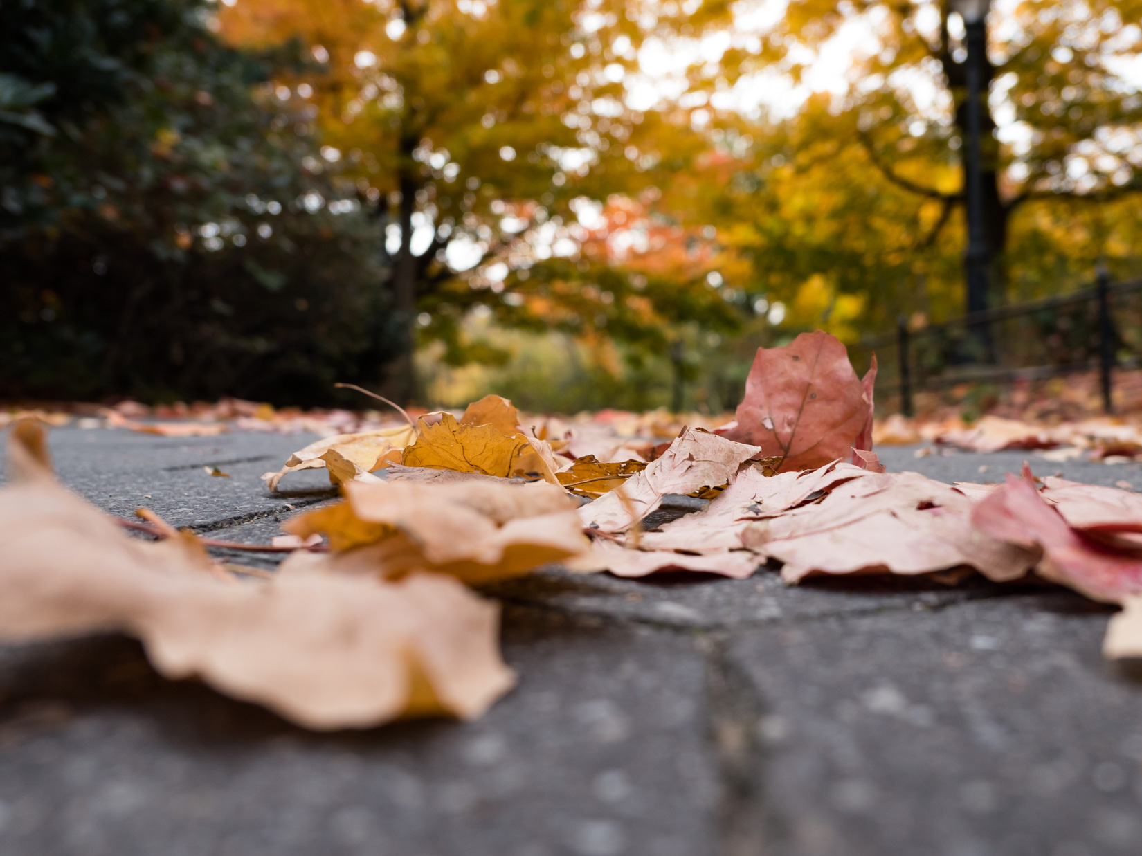 Leaves on Ground