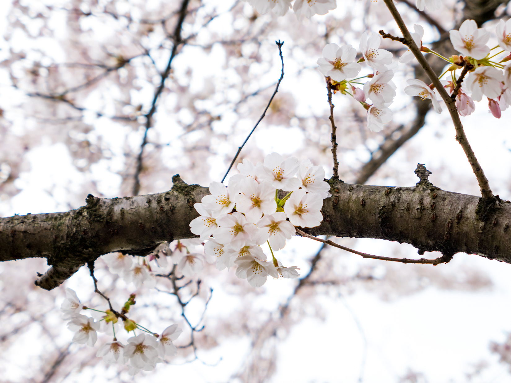 Cherry Blossom on Branch