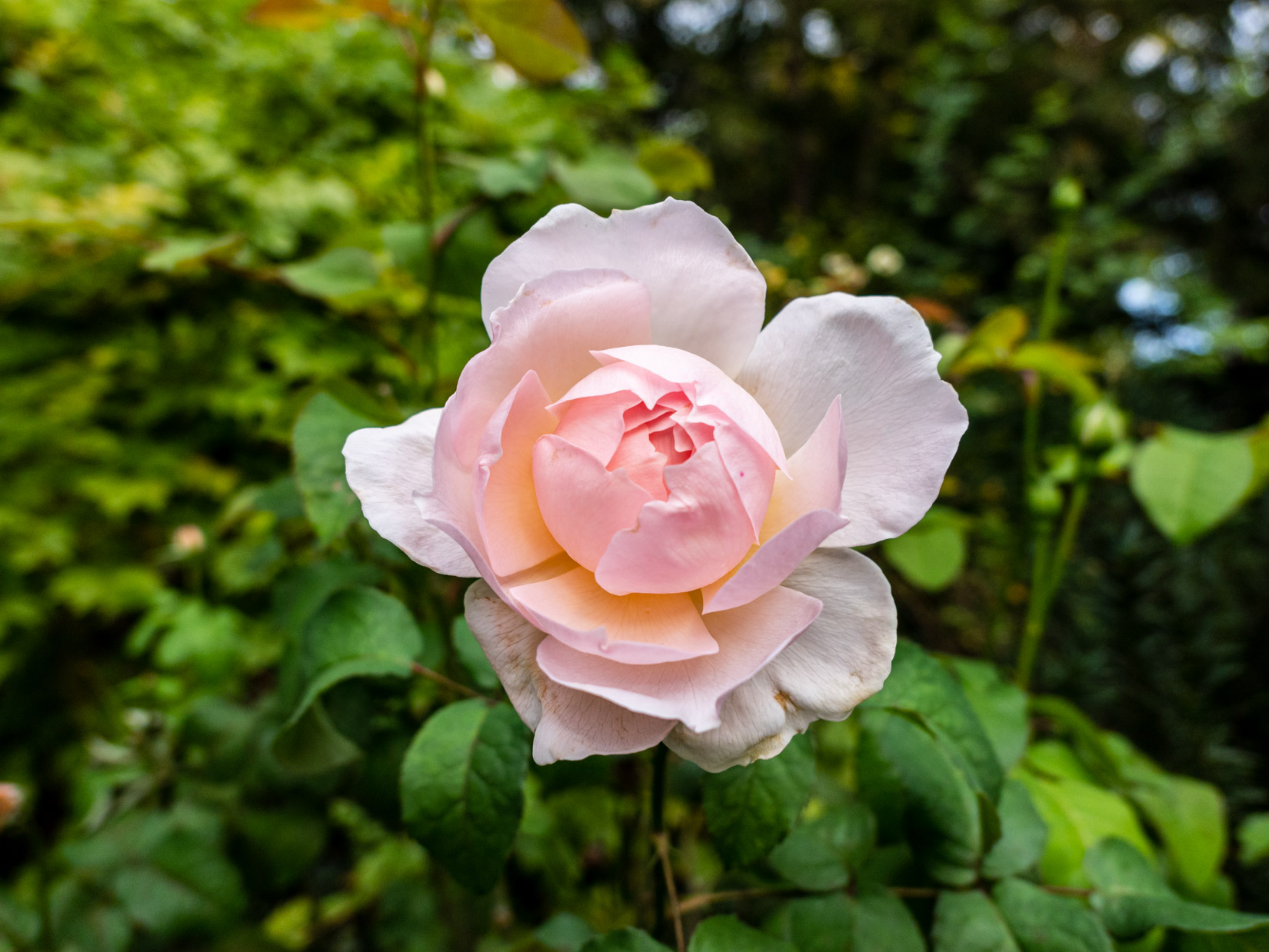 Pink Flower in Garden