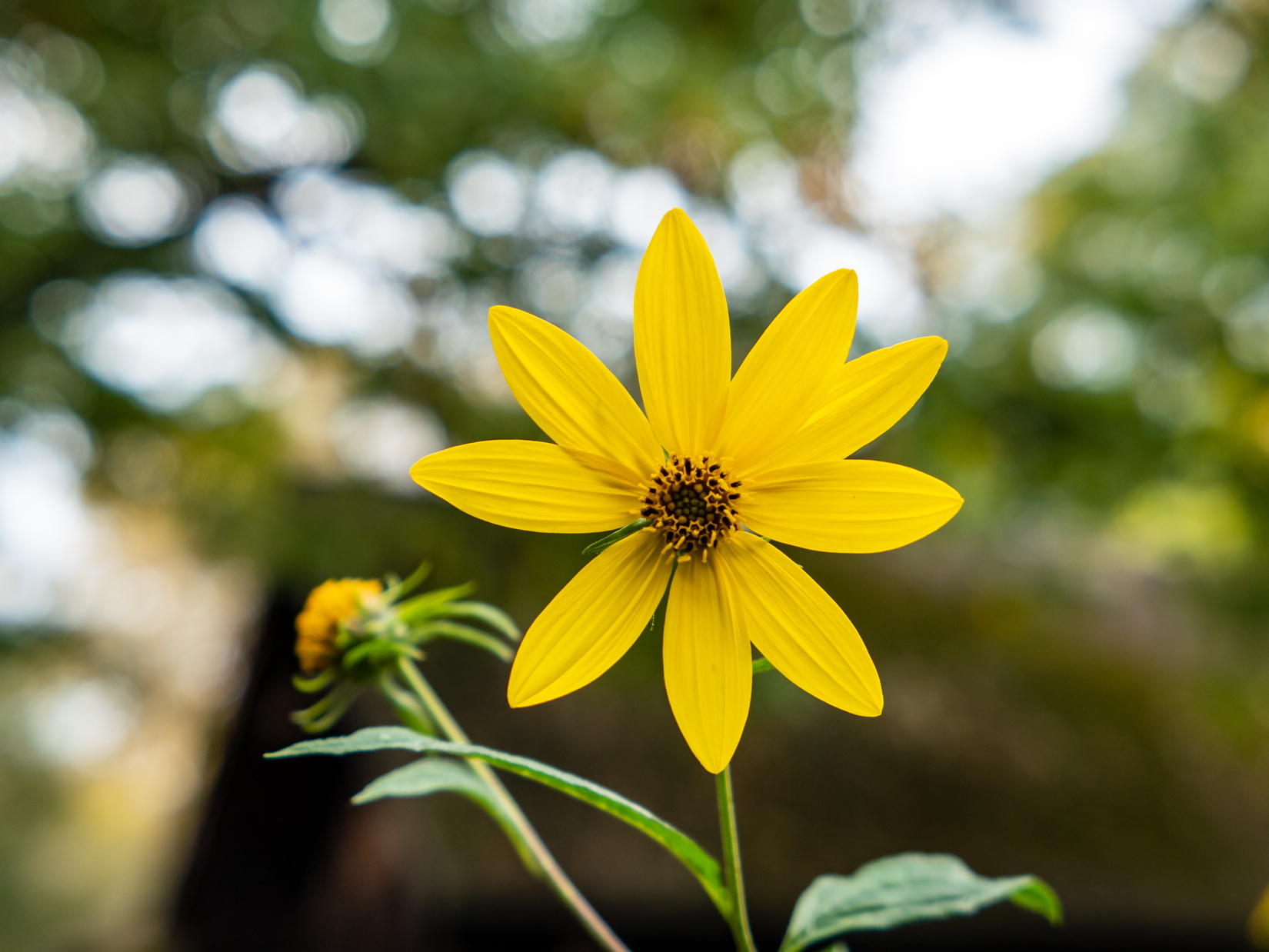 Yellow Flower in Garden