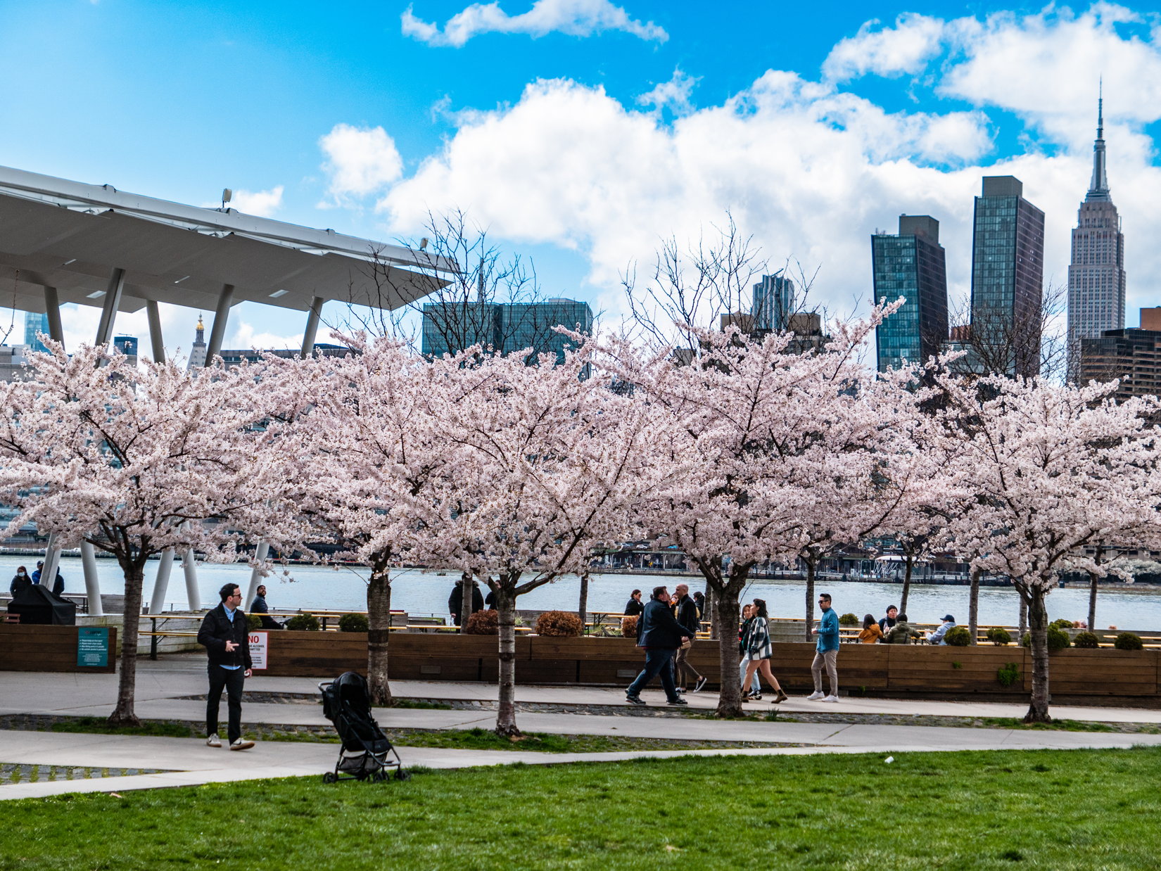Cherry Blossom Trees in City Park