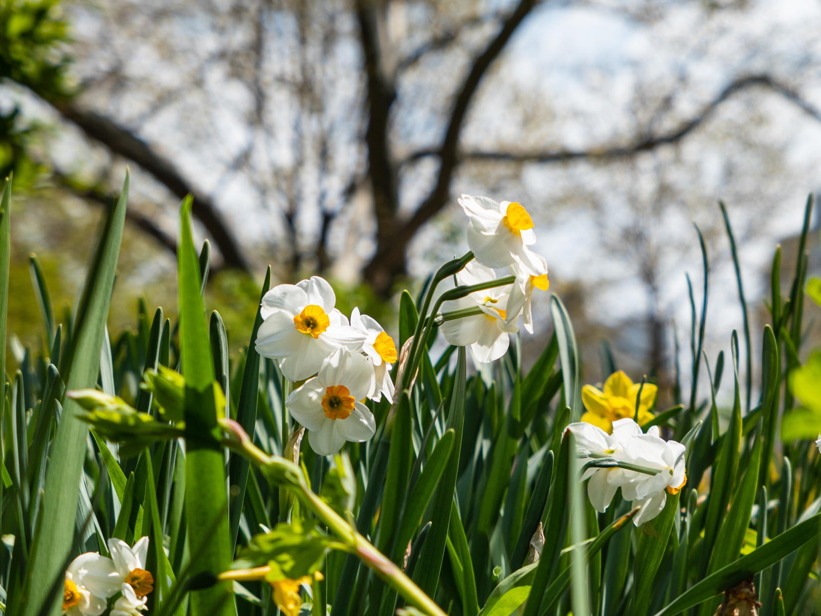 White and Yellow Daffodils