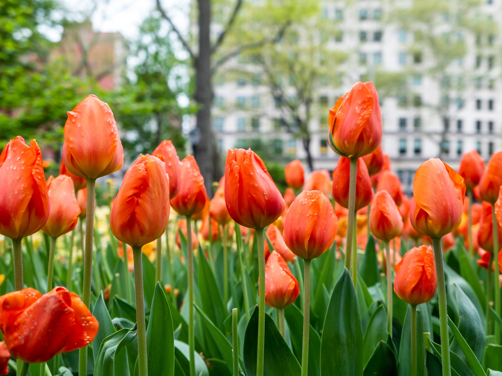 Red Tulips in Park