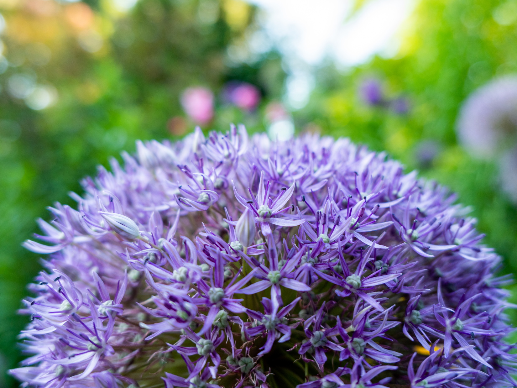 Close-Up Purple Flowers in Garden