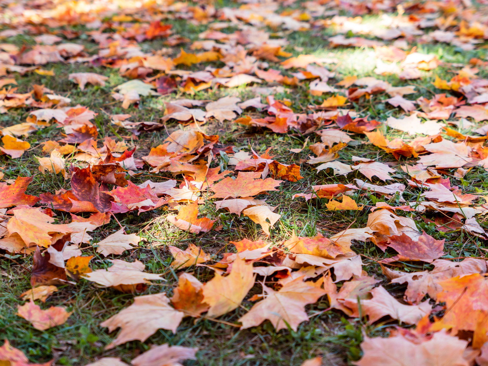 Colorful Fall Leaves on Grass